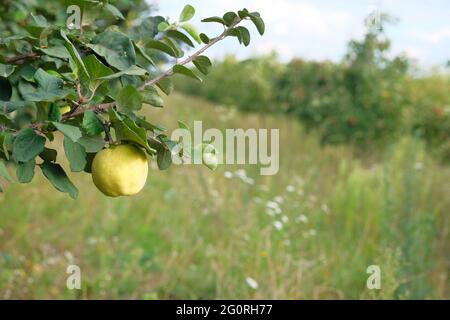 Cotogna in una fredda mattina d'autunno. Le mele cotogne gialle organiche sull'albero sono pronte per essere raccolte. Foto Stock