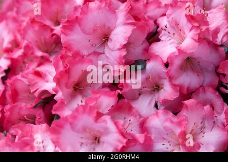 Rosa azalea fiori macro texture sfondo Foto Stock