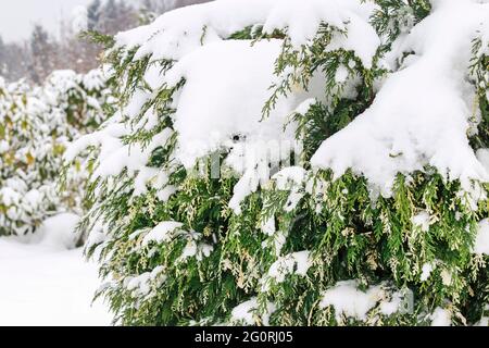 Thuja occidentalis (cedro bianco) ramo sotto la neve. Giardino d'inverno Foto Stock