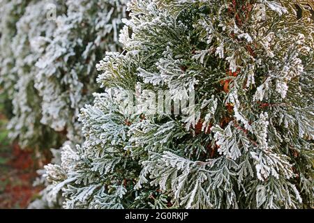 La mattina, il thuja si rannodò in giardino. Giorno invernale Foto Stock