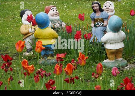 Statue giardino di nani e Biancaneve poste in erba e tulipani selvaggi. Decorazione del giardino kitschy. Foto Stock