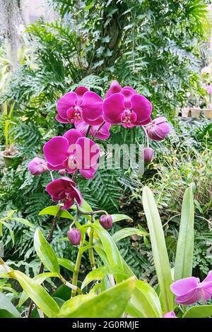 Orchidee viola e bianche e altre piante da casa in pentole in negozio di giardino. Orchidee vendute in casa verde. Foto Stock