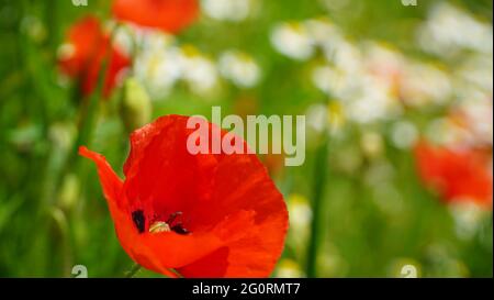 Troisdorf Germania fine maggio 2021 papaveri in fiore nei campi in bella luce del sole Foto Stock