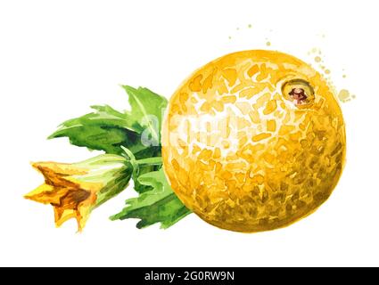Melone intero con foglie. Immagine disegnata a mano con acquerello, isolata su sfondo bianco Foto Stock