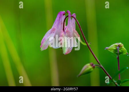 Akelei am Wegesrand Foto Stock