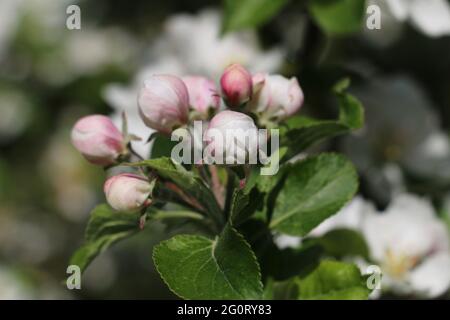 Delicati boccioli di fiori rosa e bianco di mela dell'albero di Discovery Apple, Malus domestica, apertura in primavera, vista ravvicinata Foto Stock