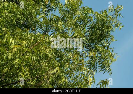 Basso angolo che mostra Neem, Azadirachta indica foglie e rami di albero contro sfondo cielo, Foto Stock