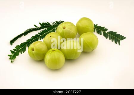 Primo piano vista dall'alto che mostra il gruppo di sette mirtilli indiani, Amla, Phyllanthus Emblica con foglie verdi visualizzate su sfondo bianco, Foto Stock