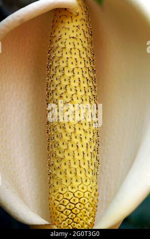 Formaggio svizzero fiore di piante (Monstera deliziosa) Foto Stock