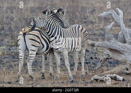 La zebra di Burchell a Kruger Park, Sudafrica Foto Stock