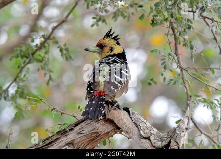 Il bird watching è molto gratificante in Sud Africa Foto Stock