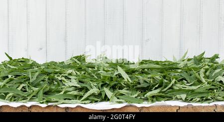 Raccogliendo fireweed per il tè - asciugando le foglie disposte fuori. Foto Stock