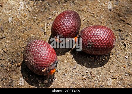 Palma Moriche (Mauritia flexuosa) frutti sul terreno Foto Stock