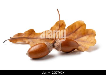 Due ghiande e foglia di quercia autunnale isolato su sfondo bianco Foto Stock