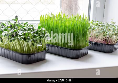 Micro green in scatole di plastica sul davanzale. Concetto di cibo sano Foto Stock