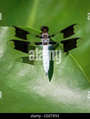 Una libellula comune si siede brevemente su una foglia verde. Foto Stock
