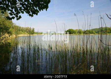 Le rive comuni di canna e alberi frangiati di Esthwaite acqua nella contea di Cumbria catturato in un sole inizio di estate giorno. Foto Stock