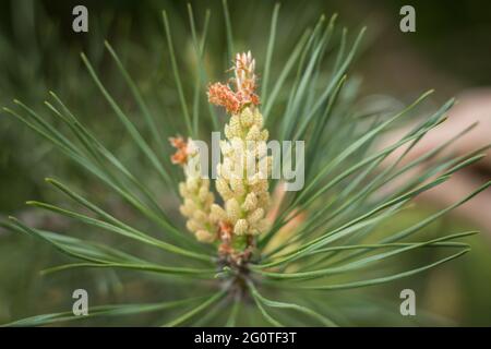 Infiorescenza giovane su un ramo di pino in primavera. Infiorescenza di un germoglio soffice e coni su rami di pino. Pino mediterraneo fiorito Foto Stock