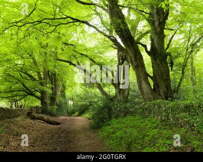 Un ponte tra gli alberi di faggio (Fagus sylvatica) nel Mendip Lodge Wood nel Mendip Hills National Landscape, Upper Langford, North Somerset, Inghilterra. Foto Stock