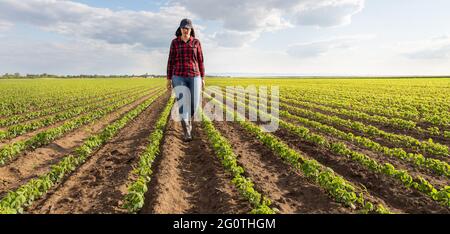L'agricoltore femmina o agronomo esaminando verdi piante di soia nel campo Foto Stock
