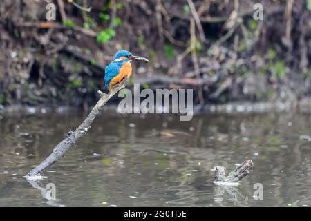 Il maschio Kingfisher (Alcedo atthis) si siede su un ramoscello con un piccolo pesce nel suo becco. Foto Stock