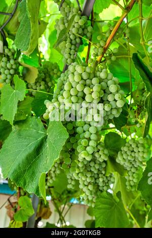 Uva verde fascicola che cresce tra le foglie Foto Stock