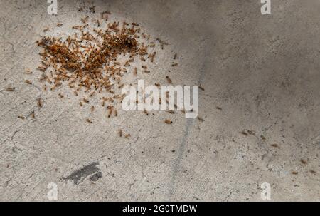 Gruppo di formiche rosse attacca e mangia verme morte sul vecchio pavimento di cemento. Copia spazio, messa a fuoco e sfocatura. Foto Stock