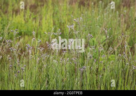 Inforescenza con fiori rosa di Cirsium brachycephalum a Vojvodina, Serbia settentrionale Foto Stock