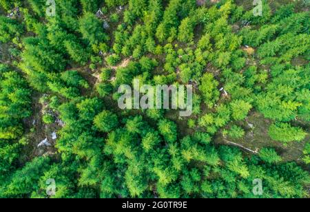 Green conifere Treetops nella Foresta Nera, Germania Foto Stock
