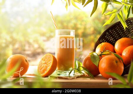 Bevanda di latte con arancia e pezzi di frutta su tavola di legno tra gli alberi di arancio. Vista frontale. Foto Stock