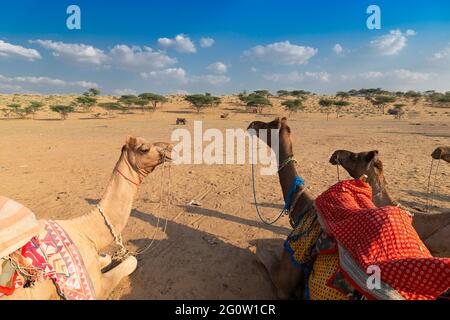 Tre cammelli con abiti tradizionali, aspettano i turisti per un giro in cammello nel deserto di Thar, Rajasthan, India. Cammelli, Camelus dromedarius, Foto Stock