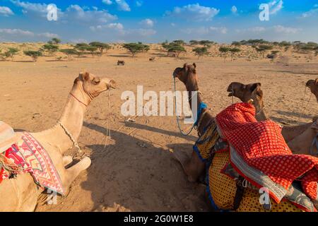 Tre cammelli con abiti tradizionali, aspettano i turisti per un giro in cammello nel deserto di Thar, Rajasthan, India. Cammelli, Camelus dromedarius, Foto Stock