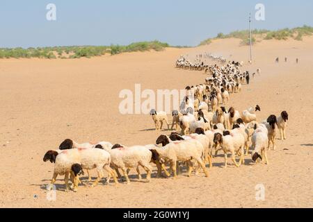 I pecore stanno passando attraverso il deserto di Thar nella luce del giorno, Rajasthan, India.