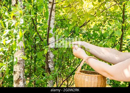 Primo piano vista delle mani della persona che raccolgono foglie fresche di betulla (Betula) per focene medicinali a base di erbe all'aperto in primavera nel giorno di sole. Foto Stock