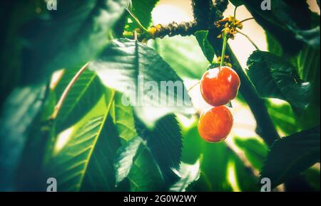Succose, mature, deliziose ciliegie di frutta rossa appendono sull'albero, pronte per essere raccolte il giorno d'estate. Foto Stock