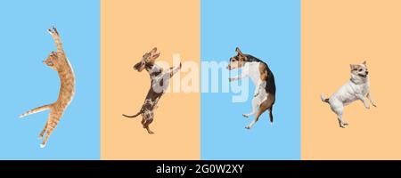 Collage d'arte fatto di cani divertenti razze diverse su sfondo multicolore studio. Foto Stock