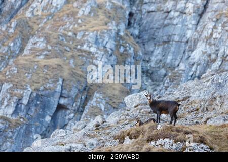 Scena faunistica con camosci nelle montagne dei Carpazi, Romania Foto Stock