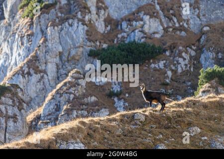 Scena faunistica con camoscio sulla collina, valle profonda sullo sfondo, Carpazi montagne, Romania Foto Stock