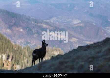 Scena faunistica con camoscio sulla collina, valle profonda sullo sfondo, Carpazi montagne, Romania Foto Stock