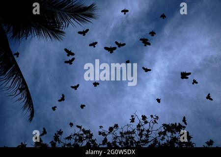 Corvi in volo in una serata di Moody a Penang, Malesia. Una silhouette di corvi in volo contro una nuvola striata cielo di moody. Foto Stock