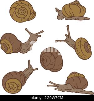 Illustrazione vettoriale delle lumache in varie posture. Disegno realistico di lumache striscianti. Raccolta di lumache da disegno. Illustrazione Vettoriale