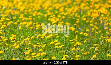 I dandelioni gialli in fiore sono su un prato verde in una giornata di sole. Taraxacum officinale. Foto di sfondo naturale Foto Stock