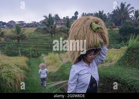 Tabanan, Bali, Indonesia. 3 Giugno 2021. Gli agricoltori coltivano risaie a Jatiluwih Rice Terrace come la stagione del raccolto inizia. La terrazza del riso di Jatiluwih è di 53.000 ettari di produzione di riso di buona qualità a Bali, ed è stata nominata Patrimonio dell'Umanità dell'UNESCO, grazie alla loro capacità di mantenere il patrimonio culturale locale sotto forma di un sistema di irrigazione gestito tradizionalmente chiamato DA SUBAK. (Immagine di credito: © filo Dicky BisinglasiZUMA) Foto Stock