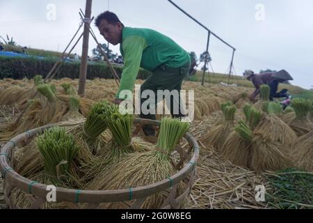 Tabanan, Bali, Indonesia. 3 Giugno 2021. Gli agricoltori coltivano risaie a Jatiluwih Rice Terrace come la stagione del raccolto inizia. La terrazza del riso di Jatiluwih è di 53.000 ettari di produzione di riso di buona qualità a Bali, ed è stata nominata Patrimonio dell'Umanità dell'UNESCO, grazie alla loro capacità di mantenere il patrimonio culturale locale sotto forma di un sistema di irrigazione gestito tradizionalmente chiamato DA SUBAK. (Immagine di credito: © filo Dicky BisinglasiZUMA) Foto Stock