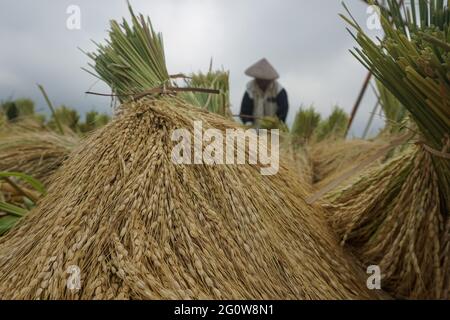 Tabanan, Bali, Indonesia. 3 Giugno 2021. Gli agricoltori coltivano risaie a Jatiluwih Rice Terrace come la stagione del raccolto inizia. La terrazza del riso di Jatiluwih è di 53.000 ettari di produzione di riso di buona qualità a Bali, ed è stata nominata Patrimonio dell'Umanità dell'UNESCO, grazie alla loro capacità di mantenere il patrimonio culturale locale sotto forma di un sistema di irrigazione gestito tradizionalmente chiamato DA SUBAK. (Immagine di credito: © filo Dicky BisinglasiZUMA) Foto Stock