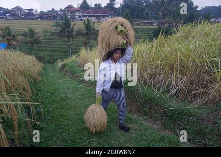 Tabanan, Bali, Indonesia. 3 Giugno 2021. Gli agricoltori coltivano risaie a Jatiluwih Rice Terrace come la stagione del raccolto inizia. La terrazza del riso di Jatiluwih è di 53.000 ettari di produzione di riso di buona qualità a Bali, ed è stata nominata Patrimonio dell'Umanità dell'UNESCO, grazie alla loro capacità di mantenere il patrimonio culturale locale sotto forma di un sistema di irrigazione gestito tradizionalmente chiamato DA SUBAK. (Immagine di credito: © filo Dicky BisinglasiZUMA) Foto Stock
