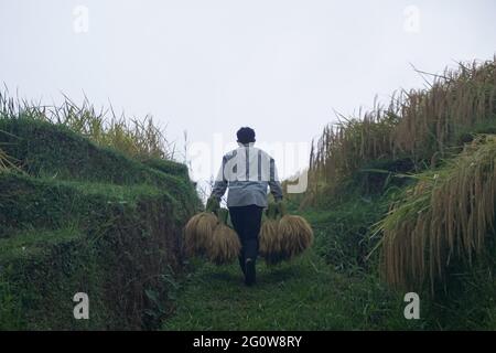 Tabanan, Bali, Indonesia. 3 Giugno 2021. Gli agricoltori coltivano risaie a Jatiluwih Rice Terrace come la stagione del raccolto inizia. La terrazza del riso di Jatiluwih è di 53.000 ettari di produzione di riso di buona qualità a Bali, ed è stata nominata Patrimonio dell'Umanità dell'UNESCO, grazie alla loro capacità di mantenere il patrimonio culturale locale sotto forma di un sistema di irrigazione gestito tradizionalmente chiamato DA SUBAK. (Immagine di credito: © filo Dicky BisinglasiZUMA) Foto Stock