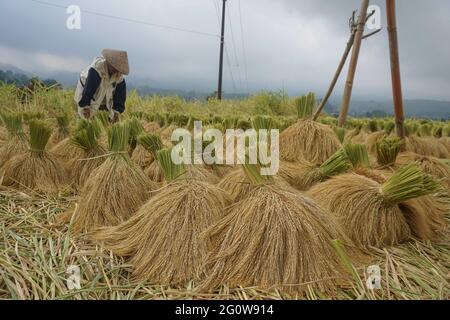 Tabanan, Bali, Indonesia. 3 Giugno 2021. Coltivatori per coltivare il risone a Jatiluwih Rice Terrace come stagione di raccolto comincia. La terrazza del riso di Jatiluwih è di 53.000 ettari di produzione di riso di buona qualità a Bali, ed è stata nominata Patrimonio dell'Umanità dell'UNESCO, grazie alla loro capacità di mantenere il patrimonio culturale locale sotto forma di un sistema di irrigazione gestito tradizionalmente chiamato DA SUBAK. (Immagine di credito: © filo Dicky BisinglasiZUMA) Foto Stock