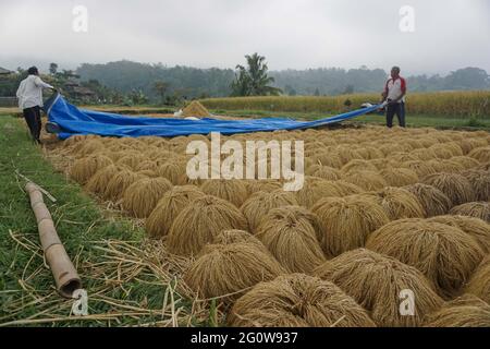 Tabanan, Bali, Indonesia. 3 Giugno 2021. Gli agricoltori coltivano risaie a Jatiluwih Rice Terrace come la stagione del raccolto inizia. La terrazza del riso di Jatiluwih è di 53.000 ettari di produzione di riso di buona qualità a Bali, ed è stata nominata Patrimonio dell'Umanità dell'UNESCO, grazie alla loro capacità di mantenere il patrimonio culturale locale sotto forma di un sistema di irrigazione gestito tradizionalmente chiamato DA SUBAK. (Immagine di credito: © filo Dicky BisinglasiZUMA) Foto Stock