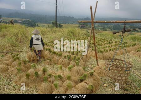Tabanan, Bali, Indonesia. 3 Giugno 2021. Gli agricoltori coltivano risaie a Jatiluwih Rice Terrace come la stagione del raccolto inizia. La terrazza del riso di Jatiluwih è di 53.000 ettari di produzione di riso di buona qualità a Bali, ed è stata nominata Patrimonio dell'Umanità dell'UNESCO, grazie alla loro capacità di mantenere il patrimonio culturale locale sotto forma di un sistema di irrigazione gestito tradizionalmente chiamato DA SUBAK. (Immagine di credito: © filo Dicky BisinglasiZUMA) Foto Stock